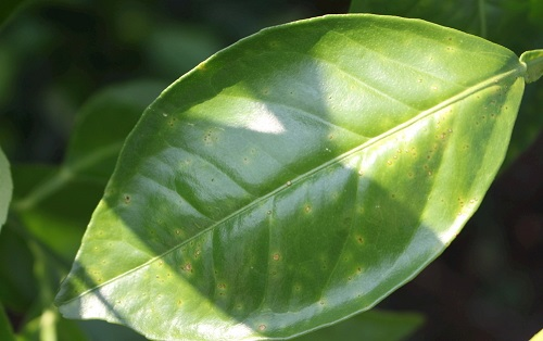 葉面積分析儀有什么作用?葉面積儀更好的分析植物長勢 葉面積分析儀有什么作用?葉面積儀更好的分析植物長勢