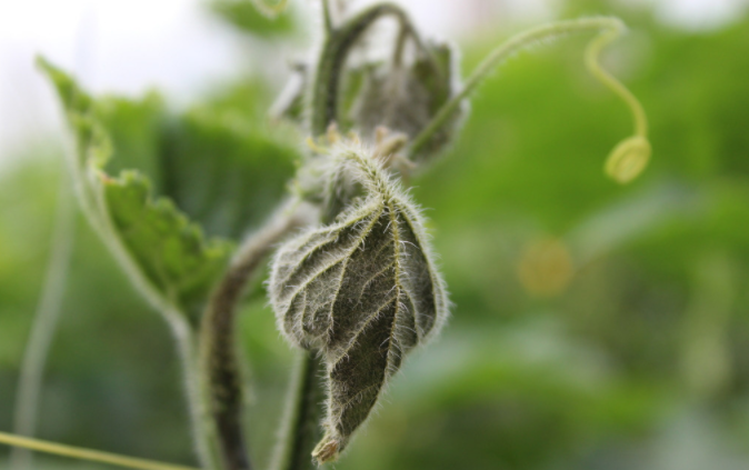 用病毒檢測儀為植物查明“病因”（植物病害檢測儀可以檢測哪些？）