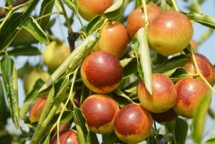 沾化冬棗農(nóng)殘檢測使用蔬菜農(nóng)殘檢測儀器 沾化冬棗農(nóng)殘檢測使用蔬菜農(nóng)殘檢測儀器