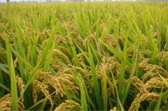 農(nóng)藥殘留檢測試劑使用說明 農(nóng)藥殘留檢測試劑使用說明